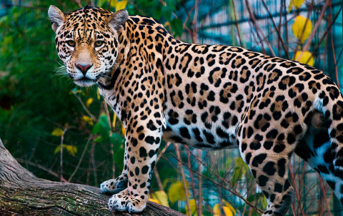 wildlife-3193850_1280_pixabey_825x520.jpg