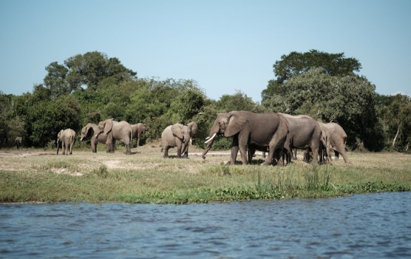 afrikanske elefant | Hele Verden i Skole